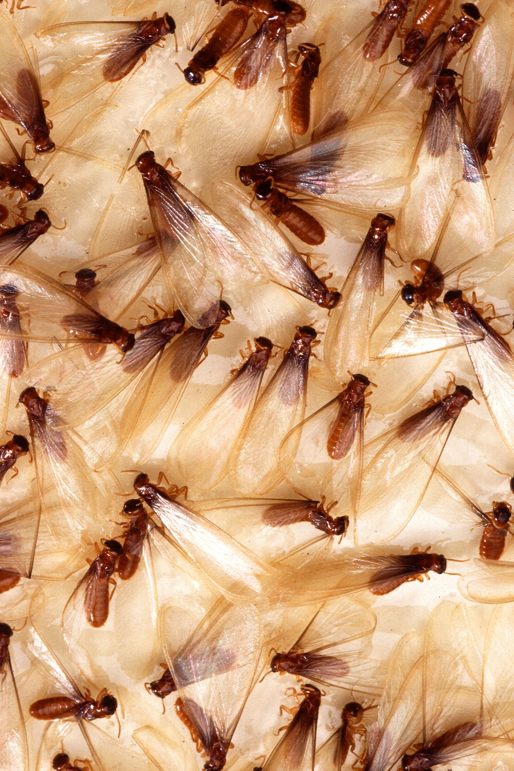 should i buy a house that has termites